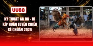 Kỹ Thuật Gà Đá - Bí Kíp Huấn Luyện Chiến Kê Chuẩn 2026